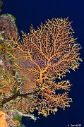 Cnidaires - Cnidaria